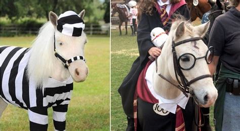 sexy horse costume|30 Best Horse Costume Ideas (Halloween, Christmas.